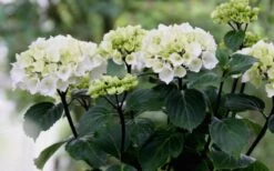 Zebra Hydrangea - 1 Gallon Pot 15 Zebra Hydrangea - 1 Gallon Pot -Wilson Bros Gardens Hydrangea Zebra Flowers