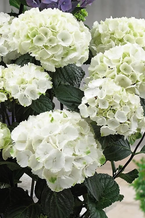 Zebra Hydrangea - 3 Gallon Pot 6 Zebra Hydrangea - 3 Gallon Pot - Image 4