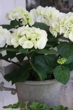 Zebra Hydrangea - 1 Gallon Pot 13 Zebra Hydrangea - 1 Gallon Pot -Wilson Bros Gardens Hydrangrea Zebra 14