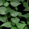 Teardrop Ivy (Hedera Helix) - 5 Pack Of Pint Pots -Wilson Bros Gardens Ivy Teardrop 500x750 1