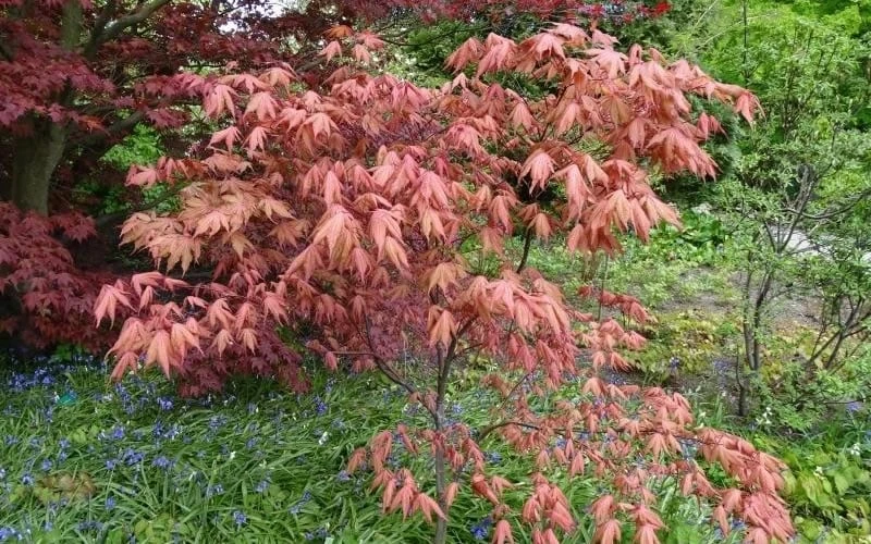 Amber Ghost Japanese Maple - 3 Gallon Pot 6 Amber Ghost Japanese Maple - 3 Gallon Pot - Image 4