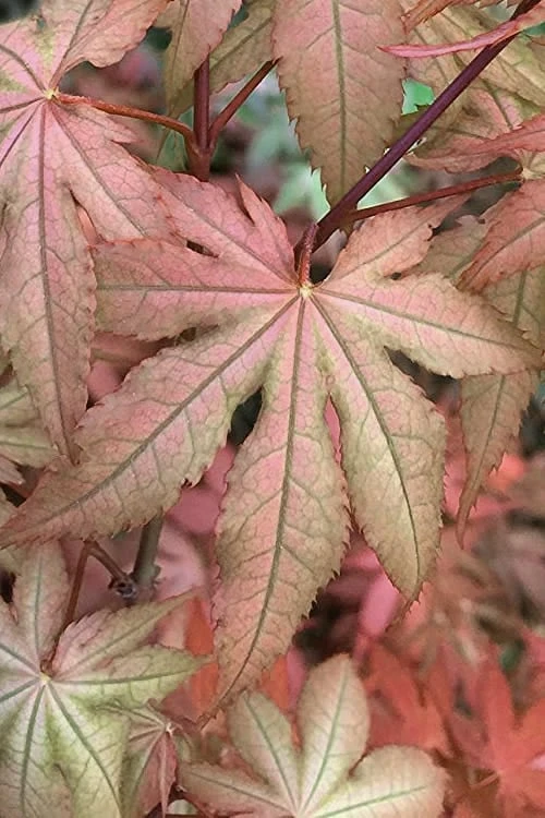 Amber Ghost Japanese Maple - 3 Gallon Pot 3 Amber Ghost Japanese Maple - 3 Gallon Pot