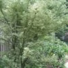 Butterfly Japanese Maple - 5 Gallon Pot -Wilson Bros Gardens Japanese Maple Butterfly 5