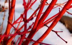 Little Sango' Dwarf Coral Bark Japanese Maple - 5 Gallon Pot -Wilson Bros Gardens Japanese Maple Fjellheim 2