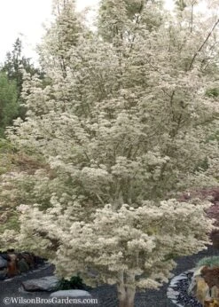 Ukigumo Floating Cloud Ghost Japanese Maple - 7 Gallon Pot -Wilson Bros Gardens Japanese Maple Okigumo 15
