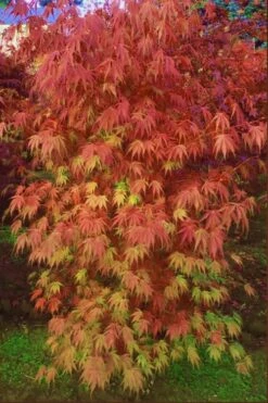 Orange Flame Japanese Maple - 5 Gallon Pot
