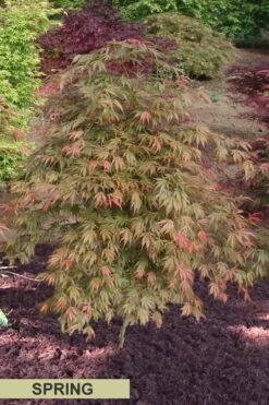 Orange Flame Japanese Maple - 5 Gallon Pot -Wilson Bros Gardens Japanese Maple Orange Flame Spring Color