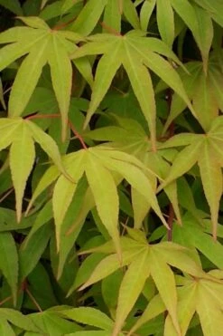 Osakazuki Japanese Maple - 1 Gallon Pot -Wilson Bros Gardens Japanese Maple Osakazuki 5