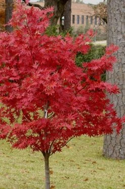 Pixie Dwarf Red Japanese Maple - 3 Gallon Pot 13 Pixie Dwarf Red Japanese Maple - 3 Gallon Pot -Wilson Bros Gardens Japanese Maple Pixie Dwarf 10