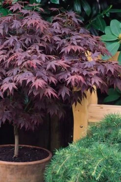 Pixie Dwarf Red Japanese Maple - 3 Gallon Pot 12 Pixie Dwarf Red Japanese Maple - 3 Gallon Pot -Wilson Bros Gardens Japanese Maple Pixie Dwarf 6