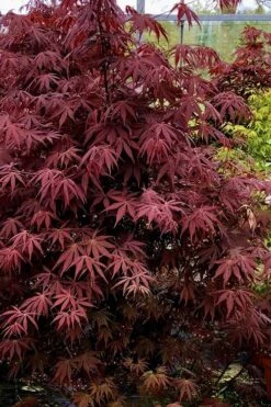 Pixie Dwarf Red Japanese Maple - 3 Gallon Pot 11 Pixie Dwarf Red Japanese Maple - 3 Gallon Pot -Wilson Bros Gardens Japanese Maple Pixie Dwarf 9