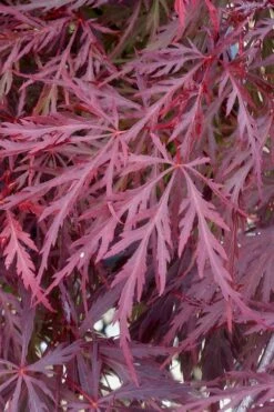 Red Dragon Dwarf Japanese Maple - 3 Gallon Pot -Wilson Bros Gardens Japanese Maple Red Dragon 11