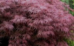 Red Dragon Dwarf Japanese Maple - 1 Gallon Pot -Wilson Bros Gardens Japanese Maple Red Dragon 3 1