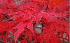 Shirazz Japanese Maple - 5 Gallon Pot (2-3') -Wilson Bros Gardens Japanese Maple Shirazz 10
