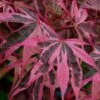 Shirazz Japanese Maple - 5 Gallon Pot (2-3') -Wilson Bros Gardens Japanese Maple Shirazz 12