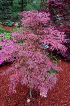 Shirazz Japanese Maple - 5 Gallon Pot (2-3') -Wilson Bros Gardens Japanese Maple Shirazz 7