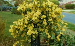 Butterscotch Yellow Jasmine (Jessamine) - Gelsemium Sempervirens - 1 Gallon Pot -Wilson Bros Gardens Jasmine Butterscotch 52