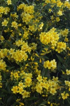 Duet Yellow Jasmine (Jessamine) - 2 Gallon Pot -Wilson Bros Gardens Jasmine Duet 5