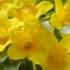 Duet Yellow Jasmine (Jessamine) - 2 Gallon Pot -Wilson Bros Gardens Jasmine Duet 7