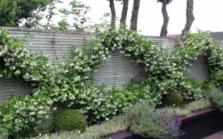 Madison Confederate Jasmine - 6 Pack Of 1 Gallon Pots 12 Madison Confederate Jasmine - 6 Pack Of 1 Gallon Pots -Wilson Bros Gardens Jasmine Madison 12 1