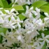 Madison Confederate Jasmine - 1 Gallon Pot -Wilson Bros Gardens Jasmine Madison Rev 500x750 1
