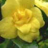 Pride Of Augusta Double Flowering Carolina Jasmine - 2 Gallon Pot -Wilson Bros Gardens Jasmine Pride Of Augusta 1