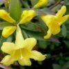 Swamp Carolina Jasmine (Jessamine) - Gelsemium Rankinii - 2 Gallon Pot 1 Swamp Carolina Jasmine (Jessamine) - Gelsemium Rankinii - 2 Gallon Pot -Wilson Bros Gardens Jasmine Rankinii Swamp Jessamine 10