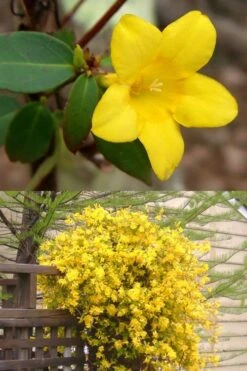 Swamp Carolina Jasmine (Jessamine) - Gelsemium Rankinii - 2 Gallon Pot 9 Swamp Carolina Jasmine (Jessamine) - Gelsemium Rankinii - 2 Gallon Pot -Wilson Bros Gardens Jasmine rankinii Swamp Jessamine 1
