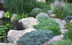 Blue Star Juniper - 2 Gallon Pot 11 Blue Star Juniper - 2 Gallon Pot -Wilson Bros Gardens Juniper Blue Star 14