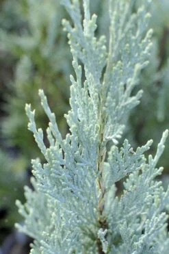 Moonglow Pyramidal Blue Juniper - 7 Gallon Pot (3-4') -Wilson Bros Gardens Juniper Moonglow 3