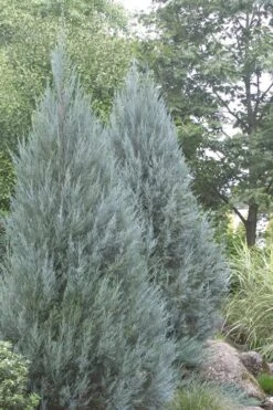 Moonglow Pyramidal Blue Juniper - 7 Gallon Pot (3-4') -Wilson Bros Gardens Juniper Moonglow 4