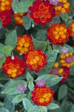 Cosmic Firestorm Lantana - 1 Gallon Pot