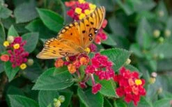 Cosmic Firestorm Lantana - 1 Gallon Pot 11 Cosmic Firestorm Lantana - 1 Gallon Pot -Wilson Bros Gardens Lantana Cosmic Firestorm 2