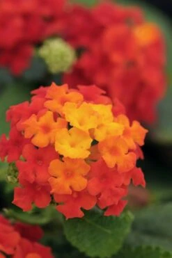 Cosmic Firestorm Lantana - 1 Gallon Pot 10 Cosmic Firestorm Lantana - 1 Gallon Pot -Wilson Bros Gardens Lantana Little Lucky Red 500x750 1