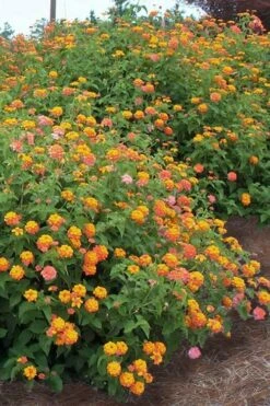 Miss Huff Hardy Lantana - 1 Gallon Pot 10 Miss Huff Hardy Lantana - 1 Gallon Pot -Wilson Bros Gardens Lantana Miss Huff 14