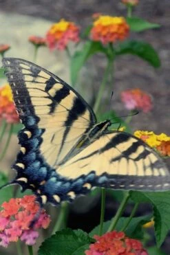 Miss Huff Hardy Lantana - 1 Gallon Pot 11 Miss Huff Hardy Lantana - 1 Gallon Pot -Wilson Bros Gardens Lantana Miss Huff 16