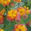 Miss Huff Hardy Lantana - 1 Gallon Pot -Wilson Bros Gardens Lantana Miss Huff 50