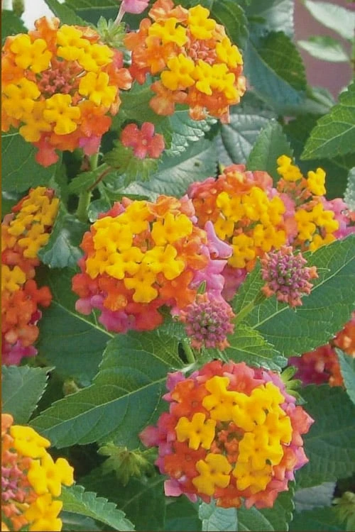 Miss Huff Hardy Lantana - 1 Gallon Pot 3 Miss Huff Hardy Lantana - 1 Gallon Pot