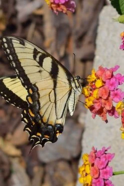 Sonset Hardy Lantana - 5 Pack Of Quart Pots 16 Sonset Hardy Lantana - 5 Pack Of Quart Pots -Wilson Bros Gardens Lantana Sonset 25