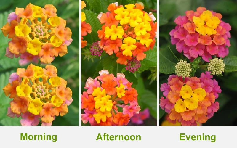 Sonset Hardy Lantana - 5 Pack Of Quart Pots 6 Sonset Hardy Lantana - 5 Pack Of Quart Pots - Image 4