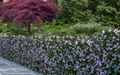 Trailing Lavender Lantana - 5 Pack Of Pint Pots 17 Trailing Lavender Lantana - 5 Pack Of Pint Pots -Wilson Bros Gardens Lantana Trailing Lavender 22