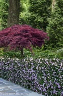 Trailing Lavender Lantana - 5 Pack Of Pint Pots 15 Trailing Lavender Lantana - 5 Pack Of Pint Pots -Wilson Bros Gardens Lantana Trailing Lavender 23