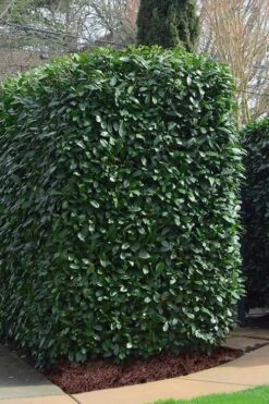 Schip Laurel (Prunus Laurocersasus 'Schipkaensis') - 6 Pack Of 1 Gallon Pots 11 Schip Laurel (Prunus Laurocersasus 'Schipkaensis') - 6 Pack Of 1 Gallon Pots -Wilson Bros Gardens Laurel Schip 2