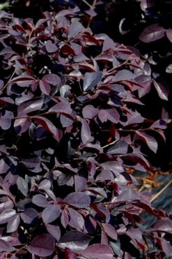 Carolina Midnight Loropetalum - 1 Gallon Pot 11 Carolina Midnight Loropetalum - 1 Gallon Pot -Wilson Bros Gardens Loropetalum Carolina Midnight 10