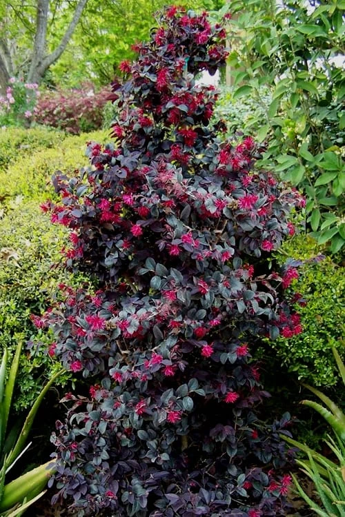 Carolina Midnight Loropetalum - 1 Gallon Pot 3 Carolina Midnight Loropetalum - 1 Gallon Pot