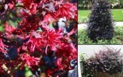 Carolina Midnight Loropetalum - 1 Gallon Pot 12 Carolina Midnight Loropetalum - 1 Gallon Pot -Wilson Bros Gardens Loropetalum Carolina Midnight