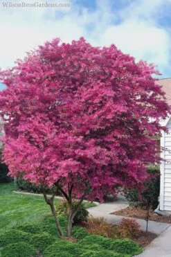 Zhuzhou Loropetalum (Chinese Fringeflower) - 3 Gallon Pot 14 Zhuzhou Loropetalum (Chinese Fringeflower) - 3 Gallon Pot -Wilson Bros Gardens Loropetalum ZhuZhou 23