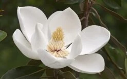 Alta Southern Magnolia - 7 Gallon Pot (3-4') 11 Alta Southern Magnolia - 7 Gallon Pot (3-4') -Wilson Bros Gardens Magnolia Alta 2