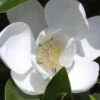 Claudia Wannamaker Southern Magnolia - 7 Gallon Pot (4-5') -Wilson Bros Gardens Magnolia Claudia Wannamaker 1 1