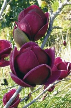 Genie Magnolia Tulip Tree - 1 Gallon Pot -Wilson Bros Gardens Magnolia Genie 10